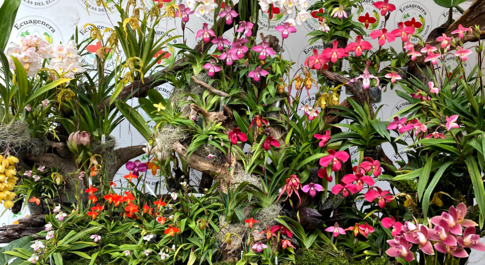 Bring Ecuador's Rare Orchids Home