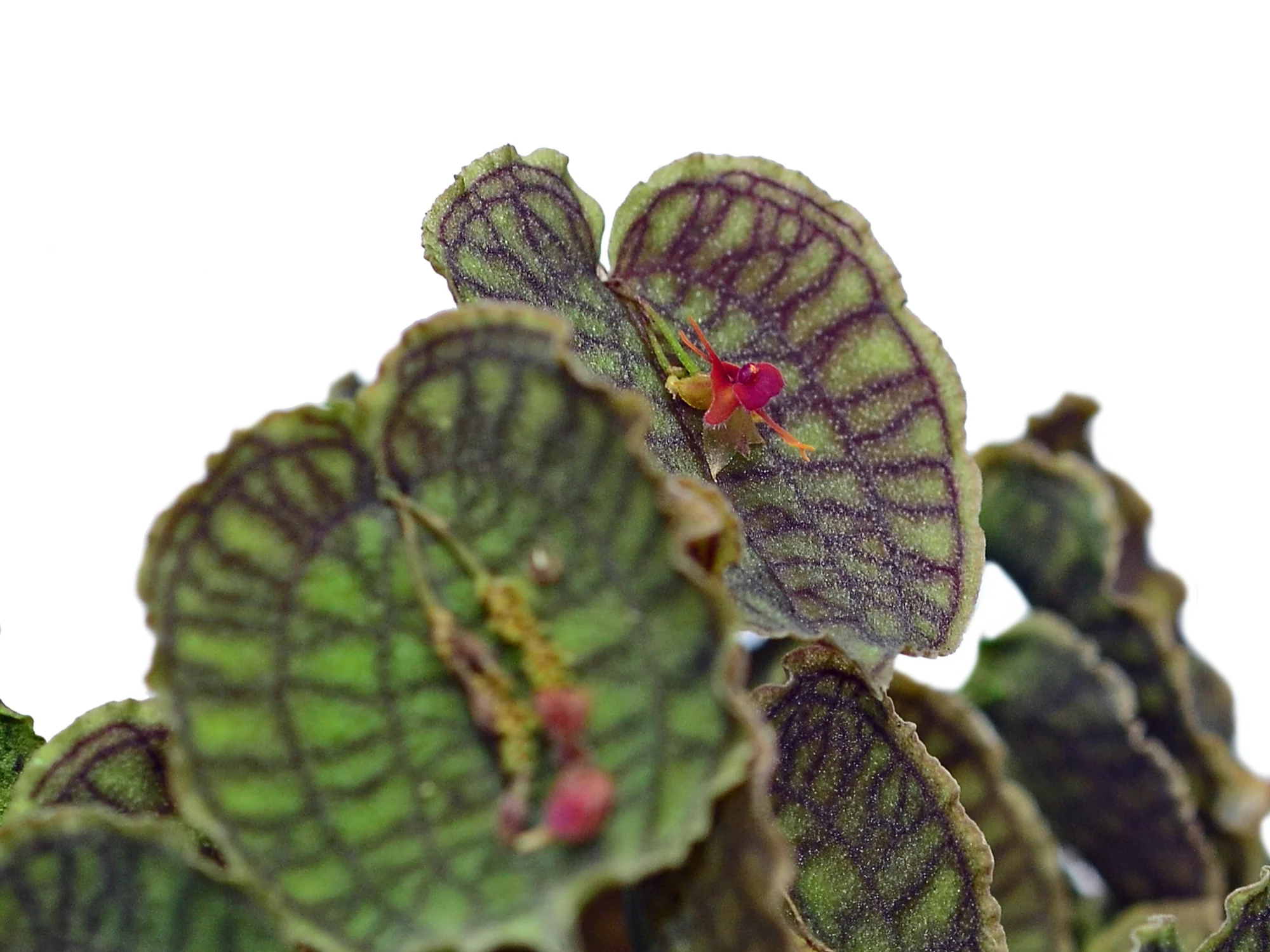 New plants