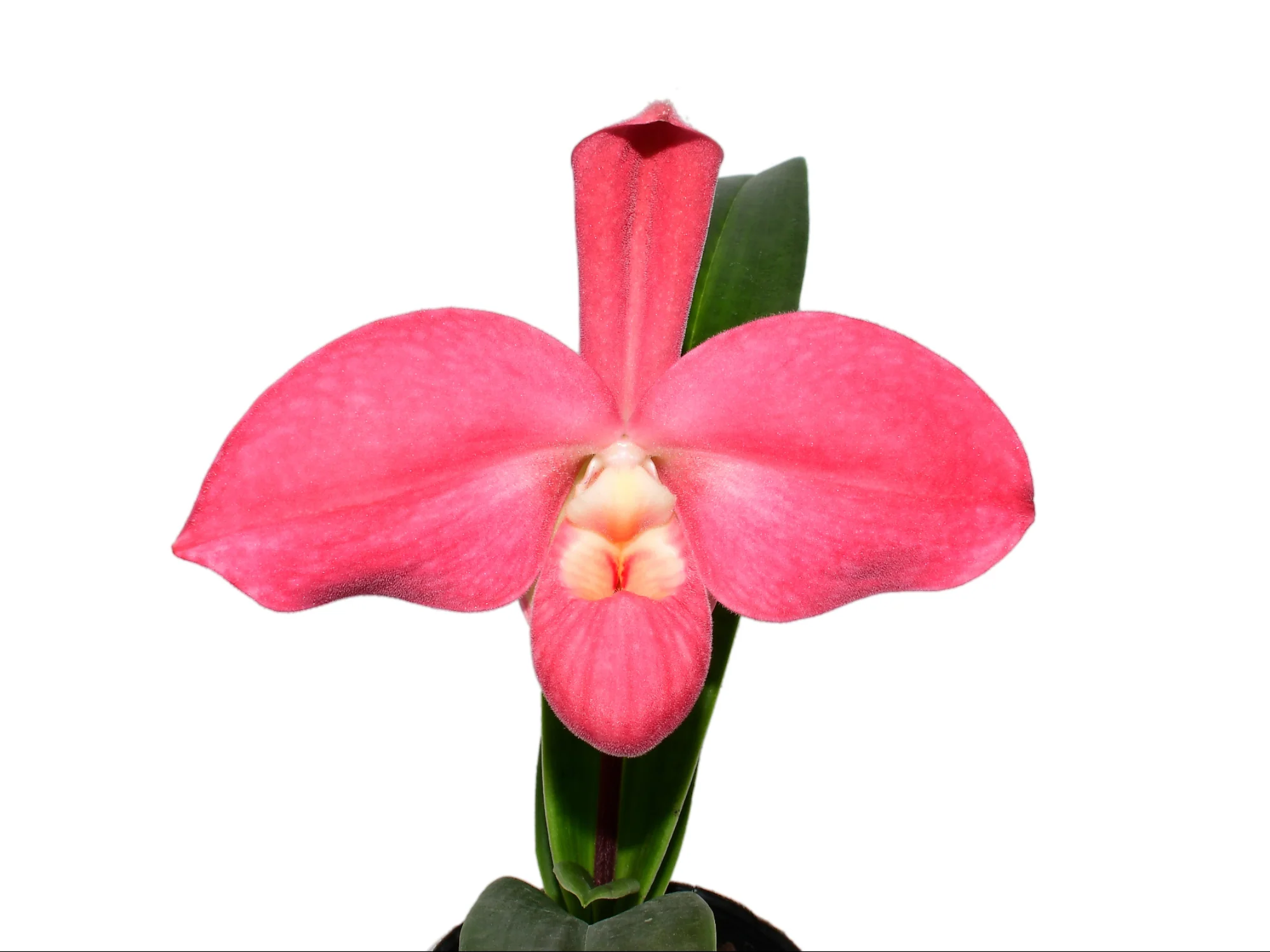 Phragmipedium hybrid
