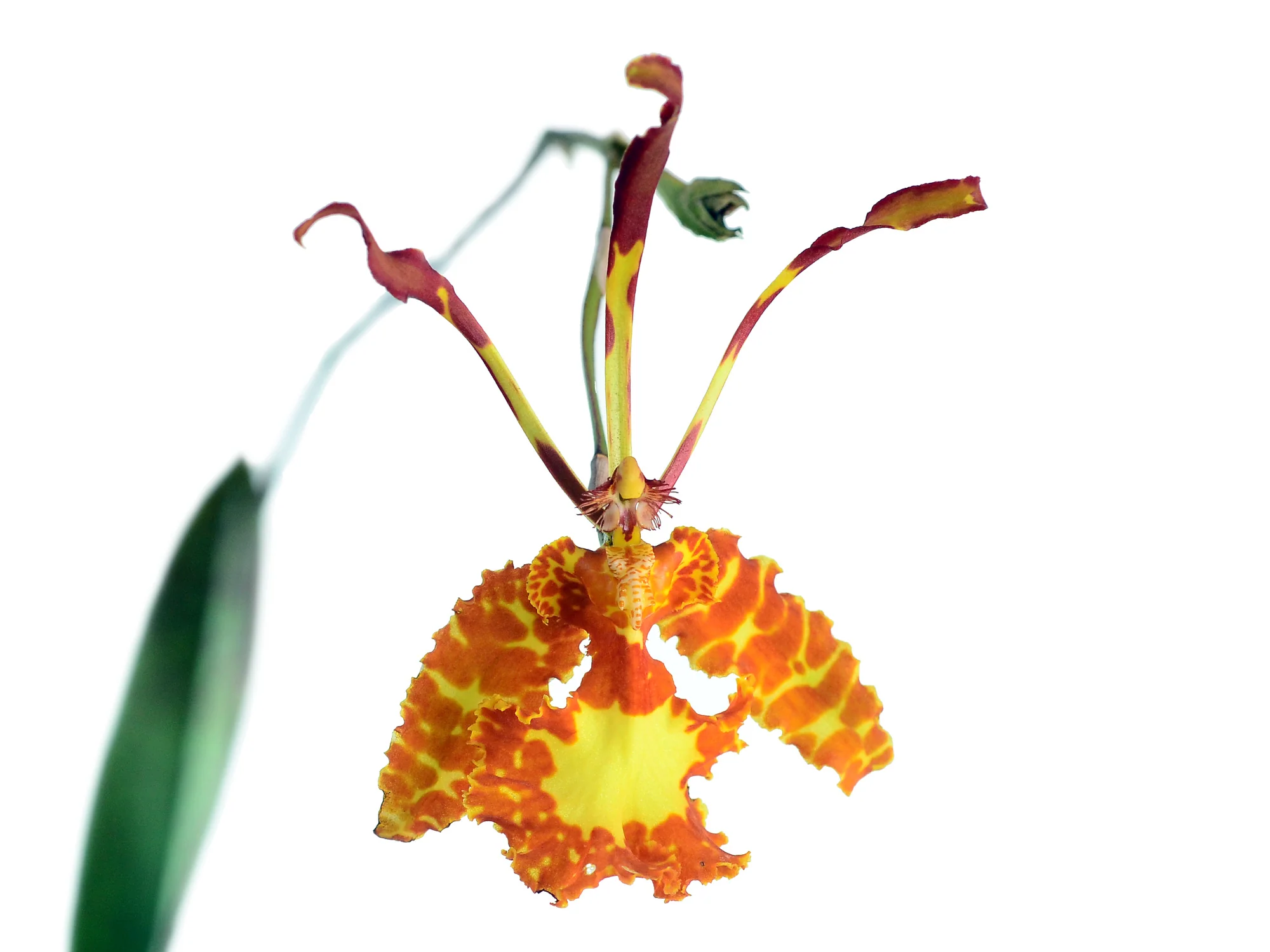 Warm Growers