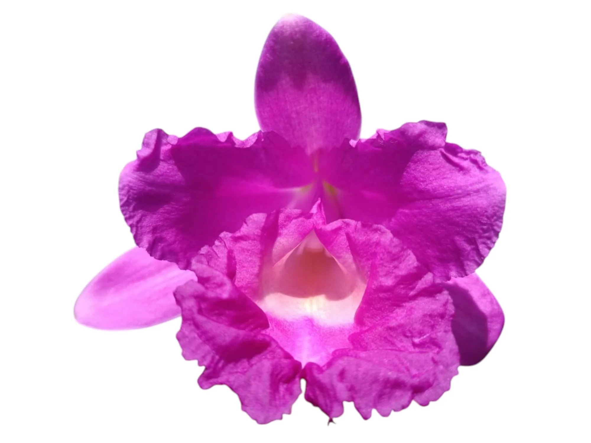 Orchid