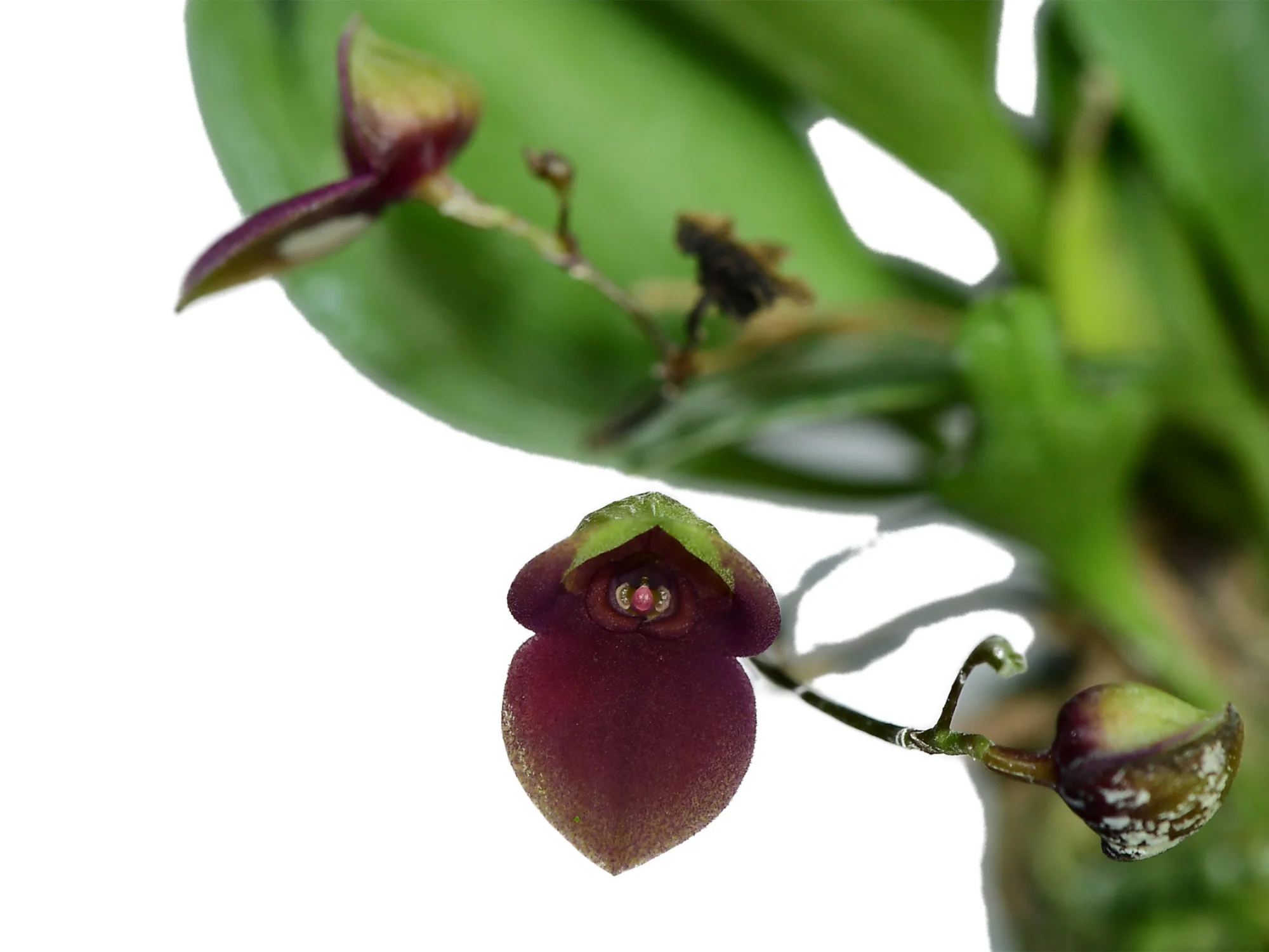 Orchidaceae